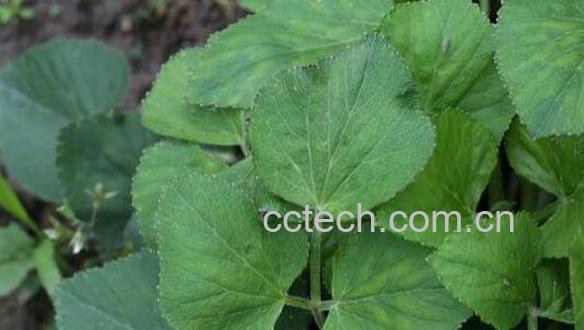 异叶茴芹的功效与作用-0