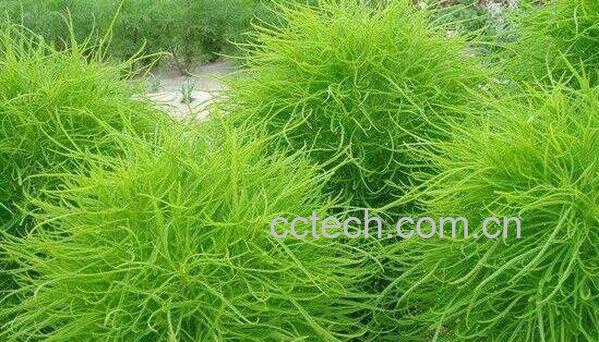 扫帚苗的功效与作用 扫帚苗的禁忌-0