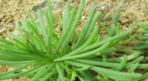 黄须菜的功效与作用 黄须菜的禁忌-1