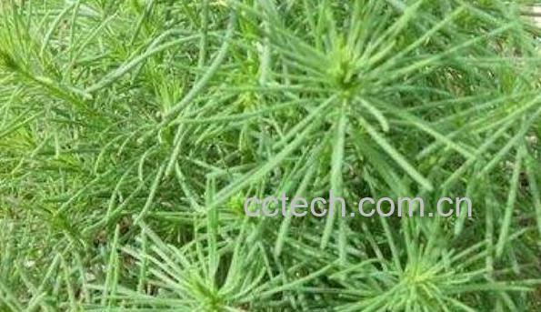 黄须菜的功效与作用 黄须菜的禁忌-0