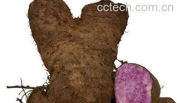 脚扳薯的功效与作用 脚扳薯的禁忌-1