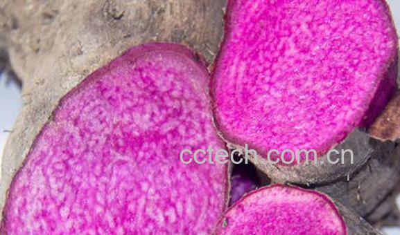 脚扳薯的功效与作用 脚扳薯的禁忌-0