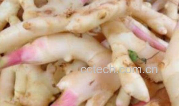 竹根姜的功效与作用-1