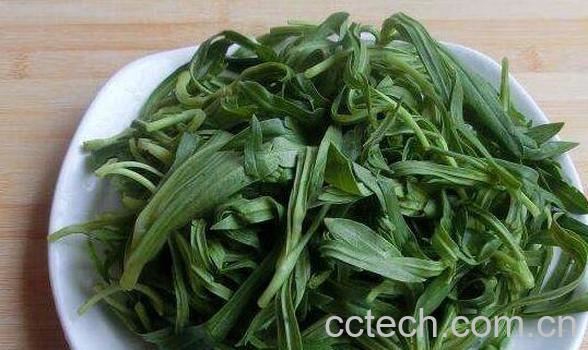 面条菜的功效与作用 面条菜的禁忌-0