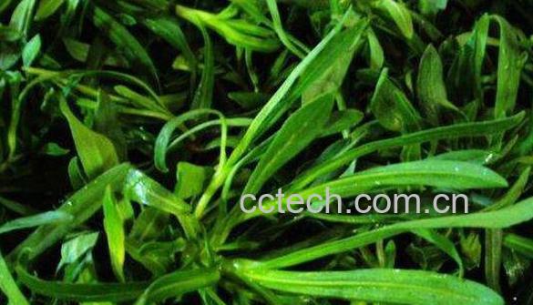 面条菜的功效与作用 面条菜的禁忌-1