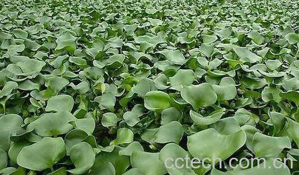 菱角藤的功效与作用及食用方法-0