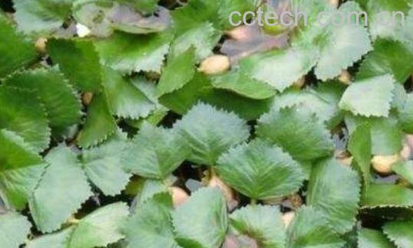 菱角藤的功效与作用及食用方法-1