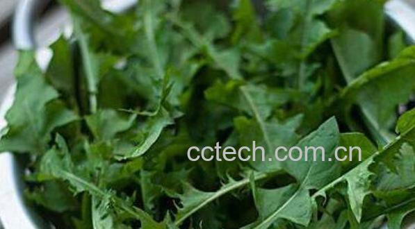 石灰菜的功效与作用-0