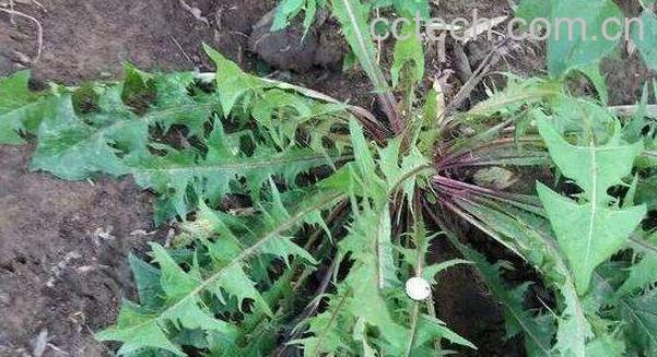 石灰菜的功效与作用-1