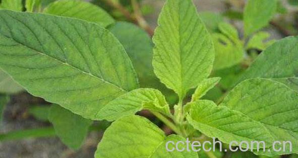 凹头苋的功效与作用-0