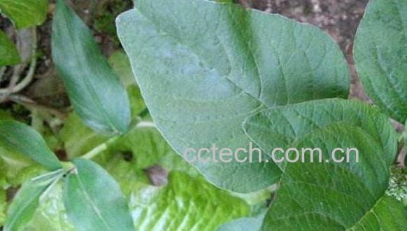 凹头苋的功效与作用-1