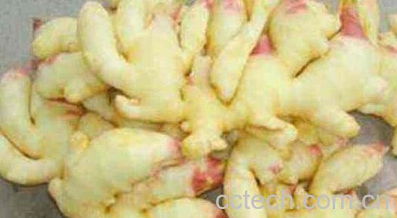 竹根姜和生姜区别 吃生姜的好处-0