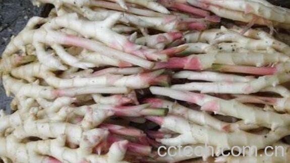 竹根姜和生姜区别 吃生姜的好处-1