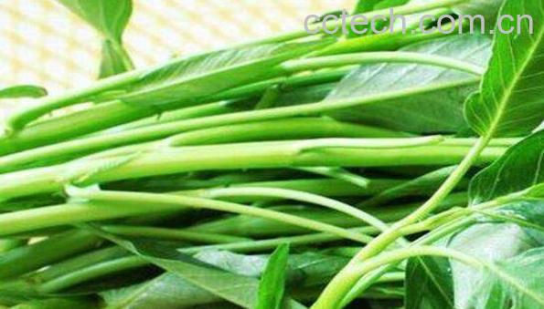 蕹菜的功效与作用 蕹菜的禁忌-0