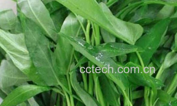 紫花地丁的功效作用 紫花地丁的药用价值-1