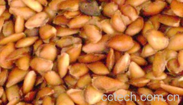 香铃子泡水有什么用 香椿籽泡水的副作用-0