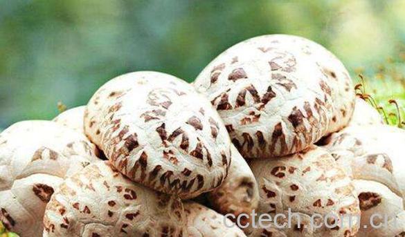 香菌的功效与作用 香菌怎么吃-0