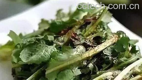 苦菜泡水喝的功效与作用 苦菜泡水喝的副作用-1