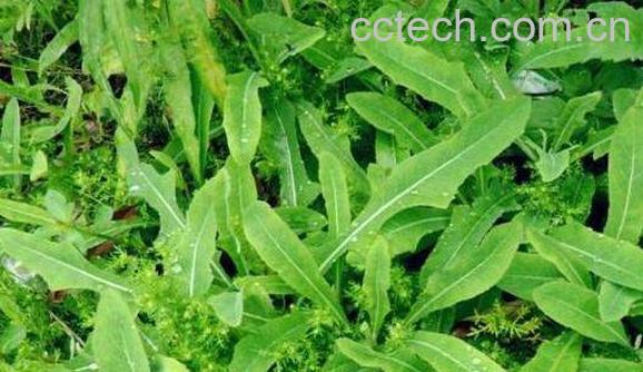 苦菜泡水喝的功效与作用 苦菜泡水喝的副作用-0