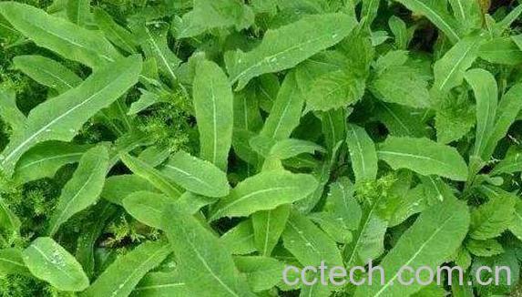 野苦菜的功效与作用-1