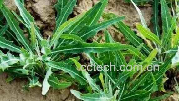 野苦菜的功效与作用-0