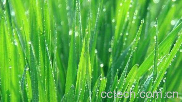 大麦苗和小麦苗的区别 吃大麦苗的好处-0