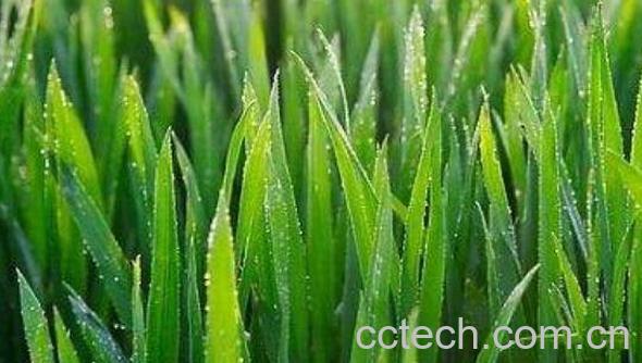 大麦苗和小麦苗的区别 吃大麦苗的好处-1