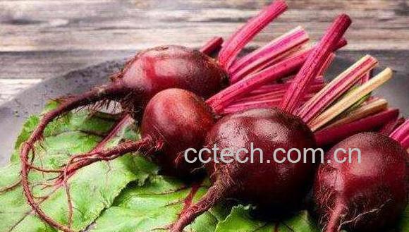甜菜根榨汁的功效与作用-1