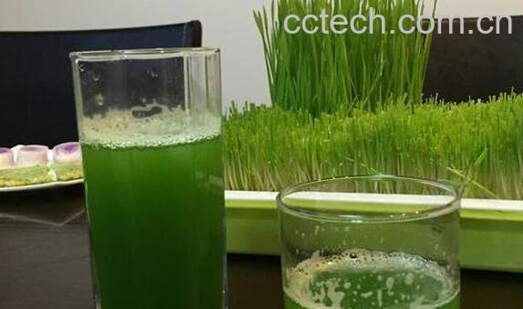大麦苗汁的功效与作用-1