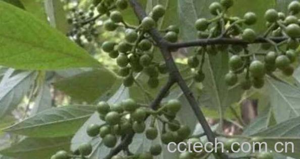 野椒子的功效与作用-1