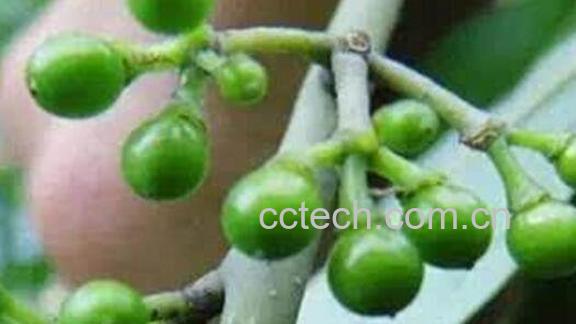 野椒子的功效与作用-0