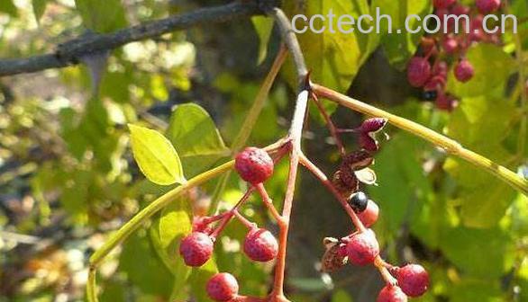 野花椒的功效与作用 野花椒的药用价值-0