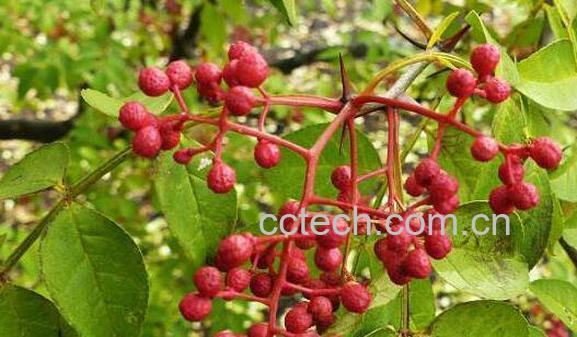 野花椒的功效与作用 野花椒的药用价值-1