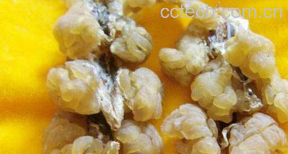 林蛙油的副作用 林蛙油什么人不能吃-1