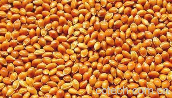 糜子的功效和作用 吃糜子的好处-0