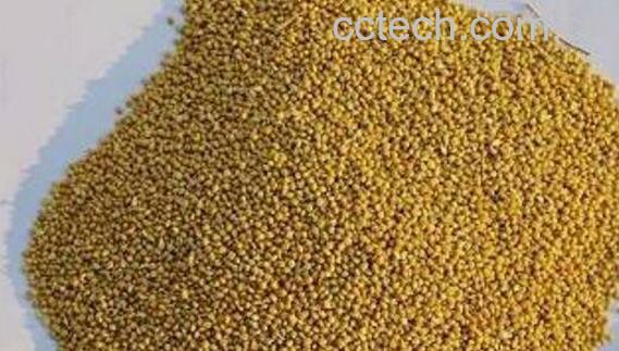 糜子的功效和作用 吃糜子的好处-1