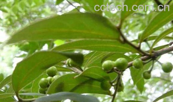 山胡椒籽的功效与作用-1