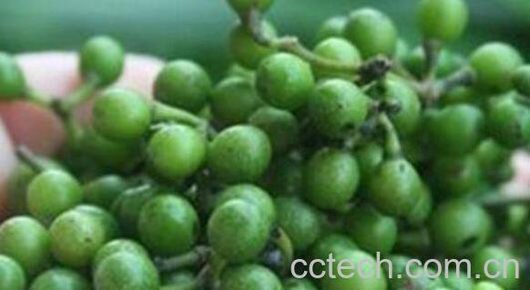 山胡椒籽的功效与作用-0