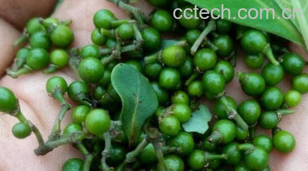 山胡椒怎么腌制好吃 山胡椒的腌制方法-0