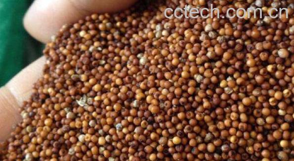 _子的功效与作用 _子的副作用-0