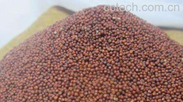 _子的功效与作用 _子的副作用-1