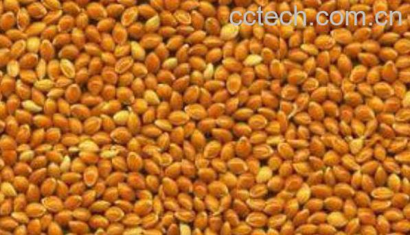 蒙稷的功效与作用 蒙稷的禁忌-1