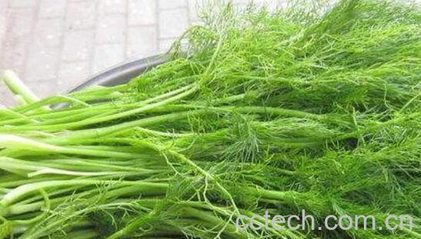 新鲜小茴香的功效与作用 小茴香副作用-0