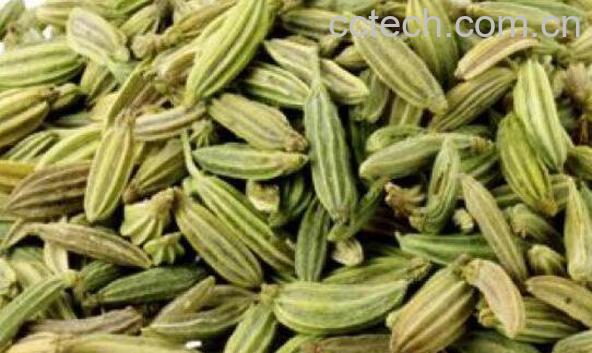 新鲜小茴香的功效与作用 小茴香副作用-1