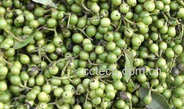 山胡椒的药用价值 山胡椒的副作用-1