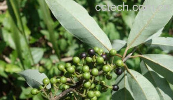 山胡椒的药用价值 山胡椒的副作用-0