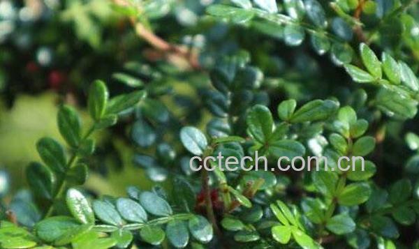 野胡椒花的功效与作用-0