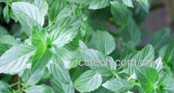 野胡椒花的功效与作用-1