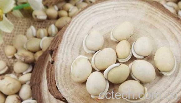 白扁豆-1