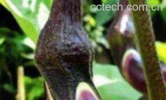 茄子蒂有什么好处 茄子蒂有的妙用-0